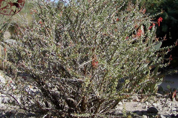 College of the Desert Arboretum Palm Desert